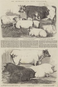 Smithfield Club Prize Cattle-show